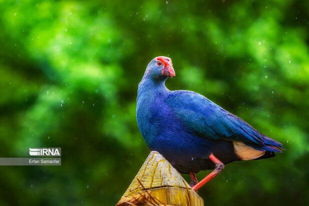 گونه های در خطر انقراض