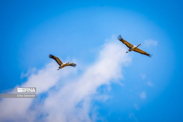 گونه های در خطر انقراض