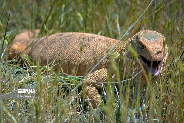 گونه های در خطر انقراض