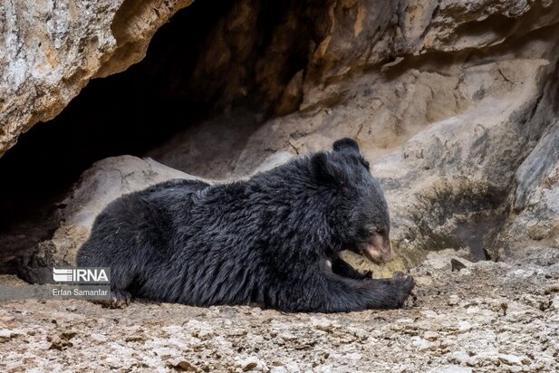 گونه های در خطر انقراض