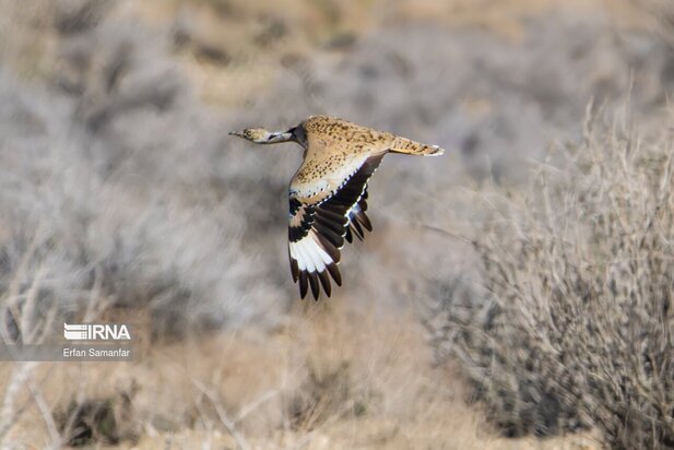 گونه های در خطر انقراض