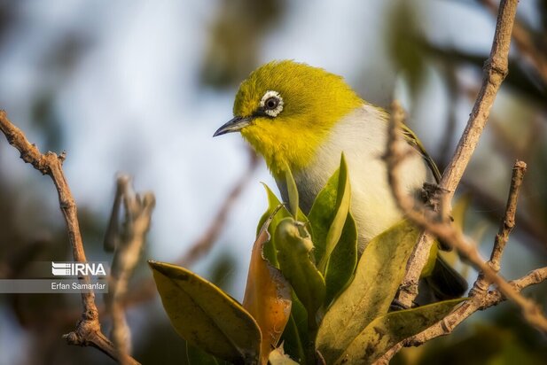 گونه های در خطر انقراض