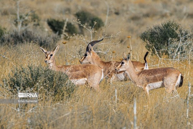 گونه های در خطر انقراض