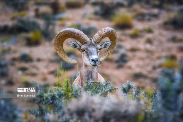 گونه های در خطر انقراض