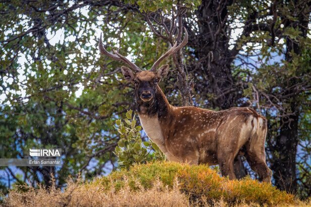 گونه های در خطر انقراض