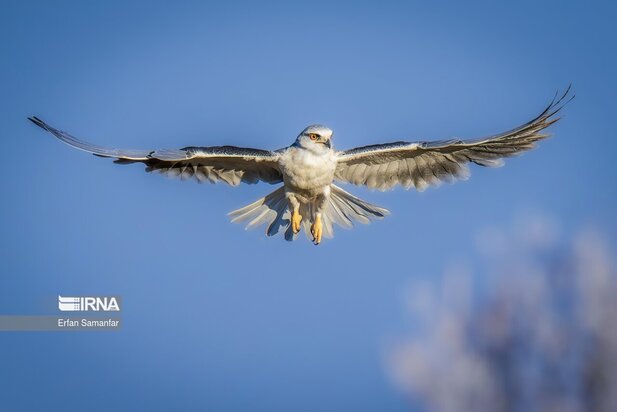 گونه های در خطر انقراض