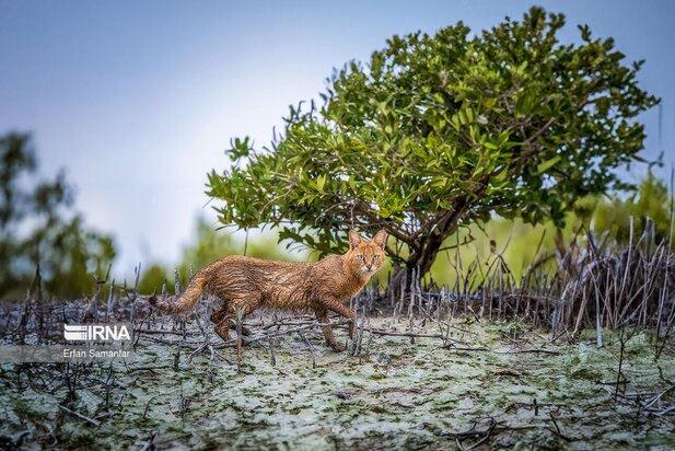 گونه های در خطر انقراض