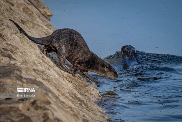 گونه های در خطر انقراض