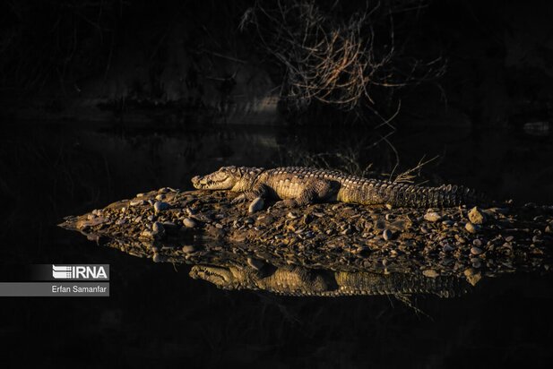 گونه های در خطر انقراض