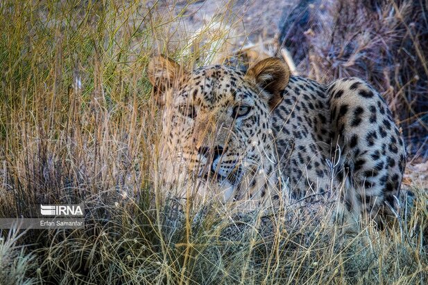 گونه های در خطر انقراض