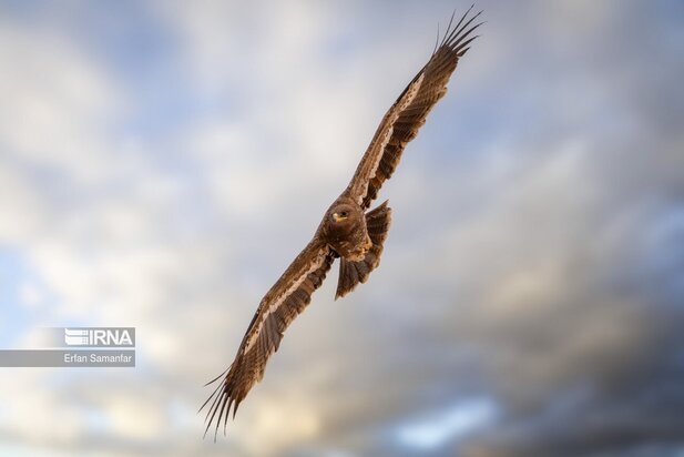 گونه های در خطر انقراض