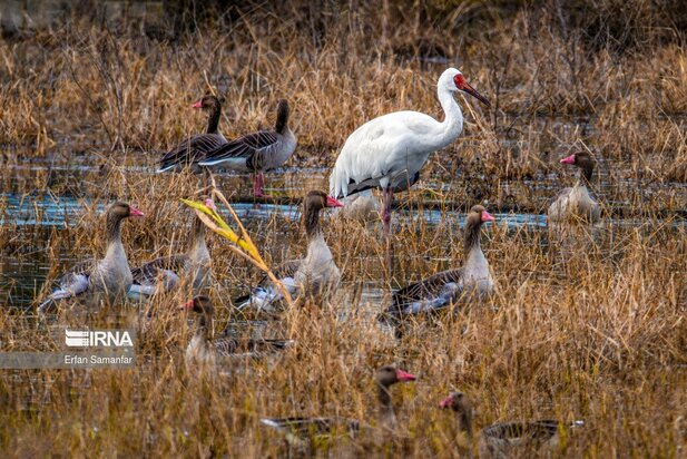 گونه های در خطر انقراض