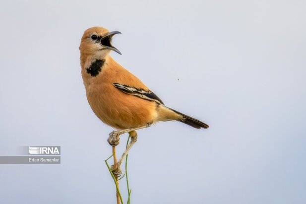 گونه های در خطر انقراض