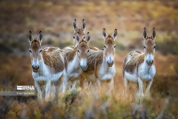 گونه های در خطر انقراض