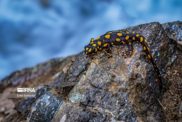 گونه های در خطر انقراض