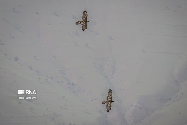 گونه های در خطر انقراض