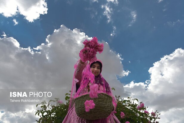 جشنواره گلابگیری