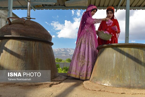 جشنواره گلابگیری
