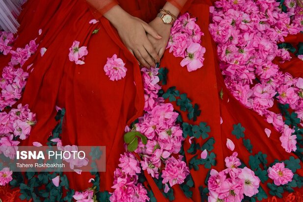 جشنواره گلابگیری