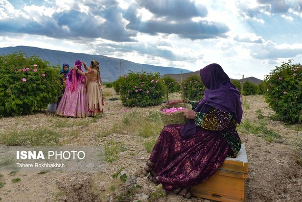 جشنواره گلابگیری