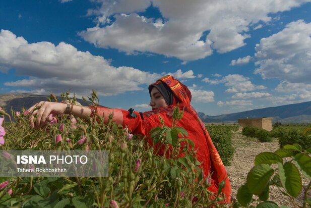 جشنواره گلابگیری