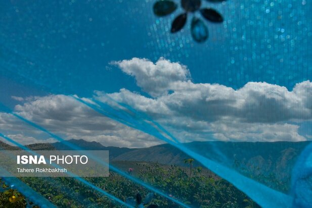 جشنواره گلابگیری