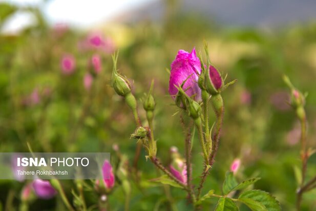جشنواره گلابگیری
