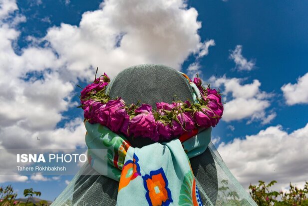 جشنواره گلابگیری