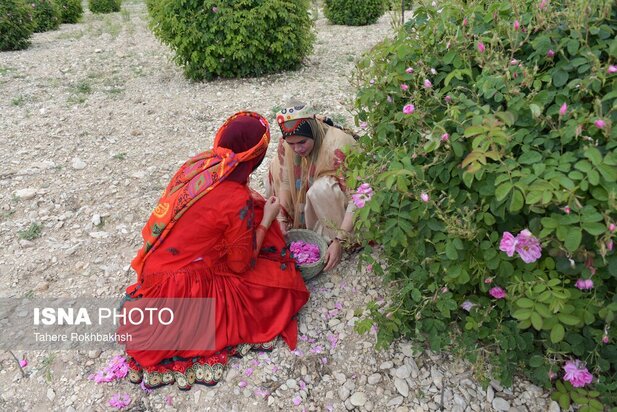 جشنواره گلابگیری