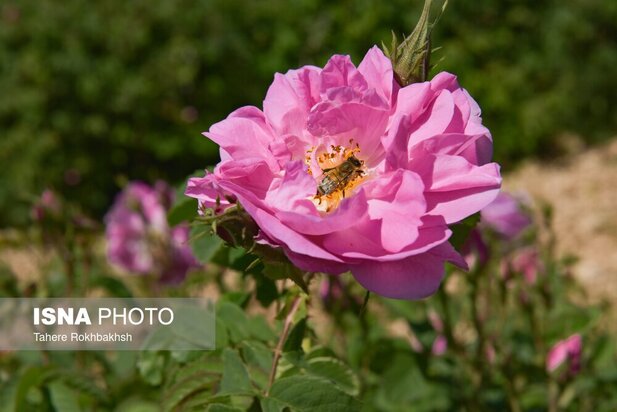 جشنواره گلابگیری