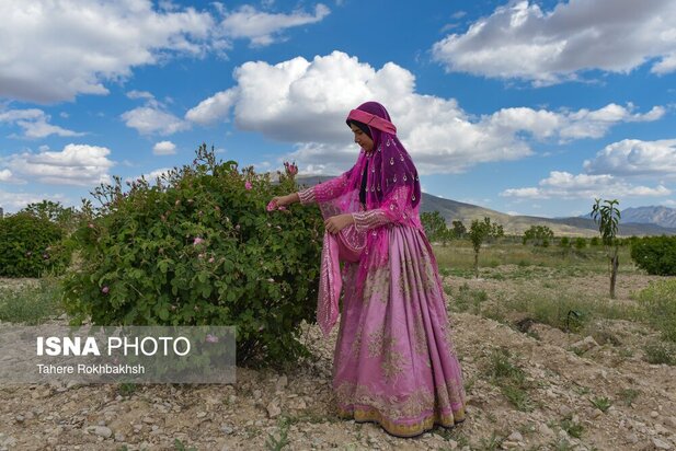 جشنواره گلابگیری