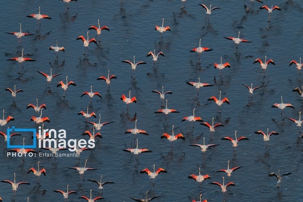  فلامینگوها بر فراز دریاچه مهارلو 