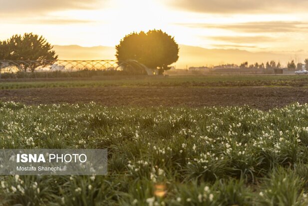 برداشت گل نرگس