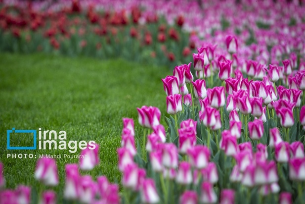 جشنواره لاله