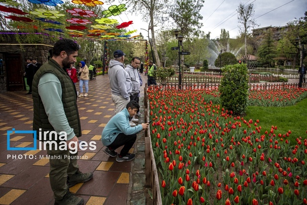 جشنواره لاله