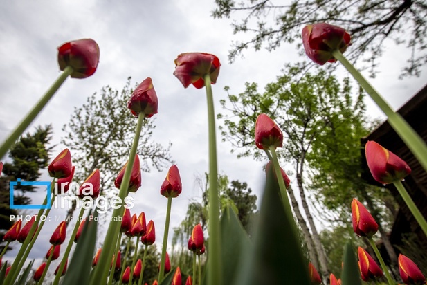 جشنواره لاله