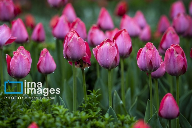 جشنواره لاله