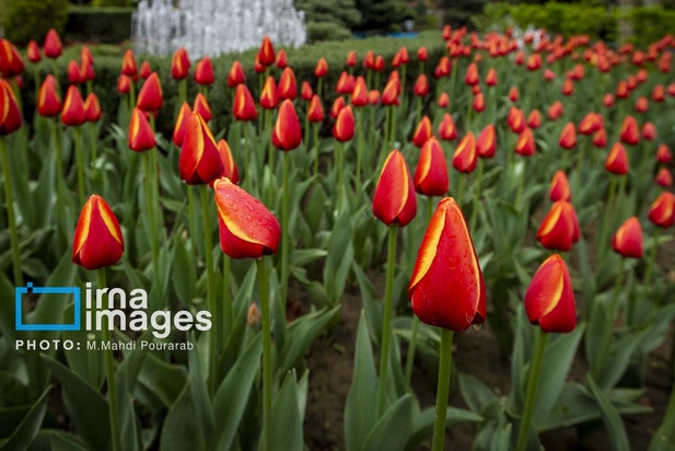 جشنواره لاله