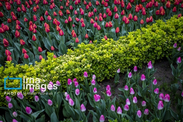 جشنواره لاله