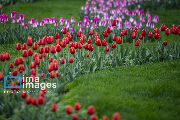 جشنواره لاله