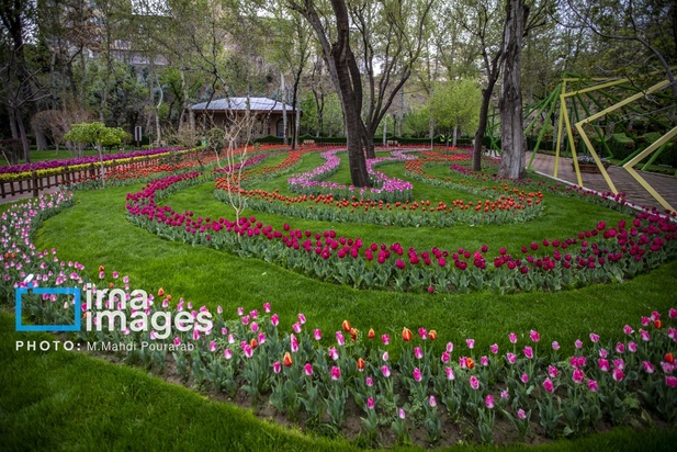 جشنواره لاله