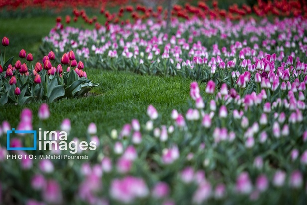 جشنواره لاله