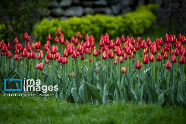 جشنواره لاله