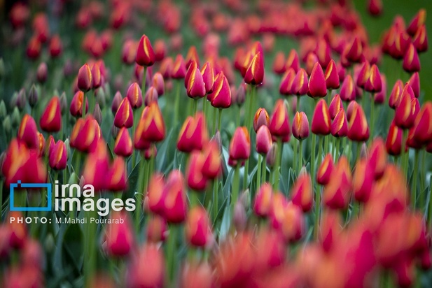 جشنواره لاله