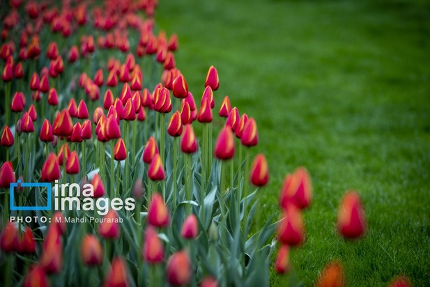 جشنواره لاله