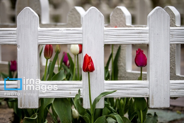 جشنواره لاله