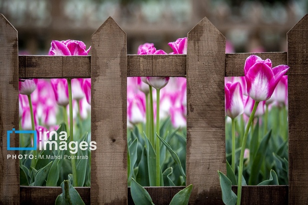 جشنواره لاله