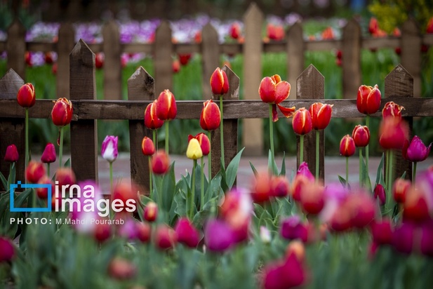 جشنواره لاله