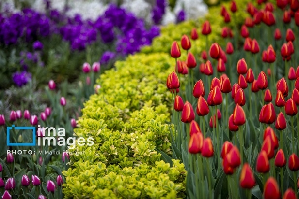 جشنواره لاله