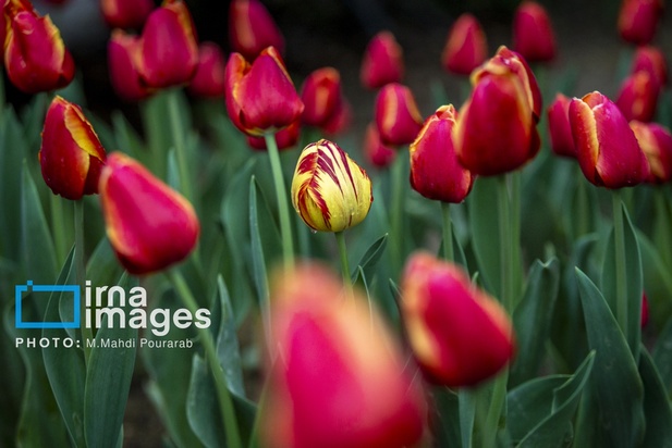 جشنواره لاله